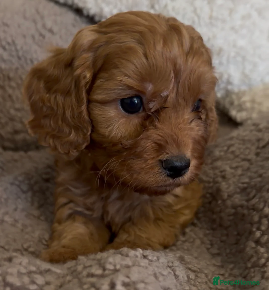 Cavapoo dogs for sale: F1 Cavapoo Puppies 🤎 3 girls, 2 boys 🤎 - Advert 12