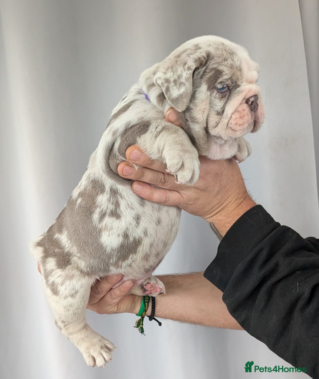English Bulldog dogs for sale: English Bulldog Puppies  - Advert 28