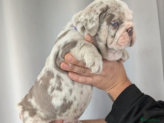 English Bulldog dogs English Bulldog Puppies - Advert 10