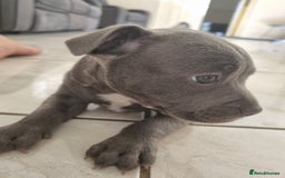 Staffordshire Bull Terrier dogs for sale: Staffordshire Bull Terrier puppies for sale  - Image 2