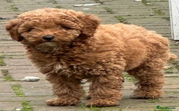 Poodle dogs for sale: Beautiful red poodle puppy - Advert 2