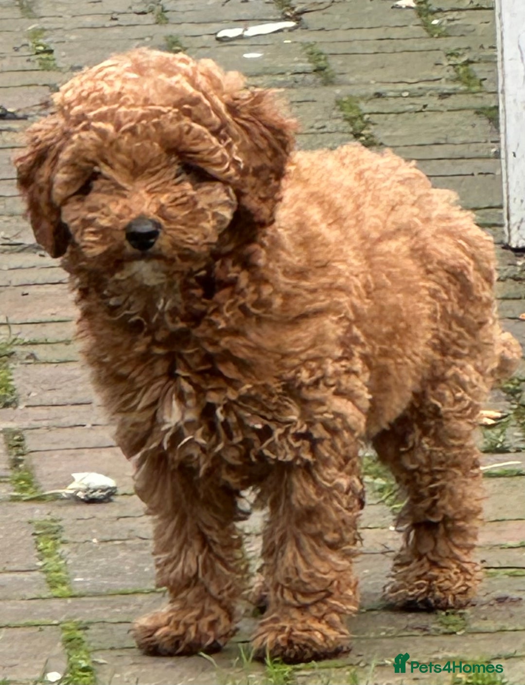 Poodle dogs for sale: Beautiful red poodle puppy - Advert 2