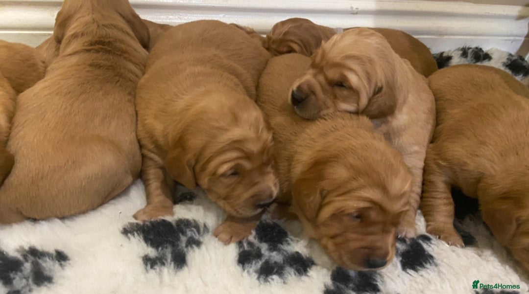 Golden Retriever dogs for sale: Gorgeous kc red  golden retriever puppies  - Image 6