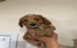 Cockapoo dogs for sale: Beautiful Fully health checked ready 22/09/2025 - Image 5