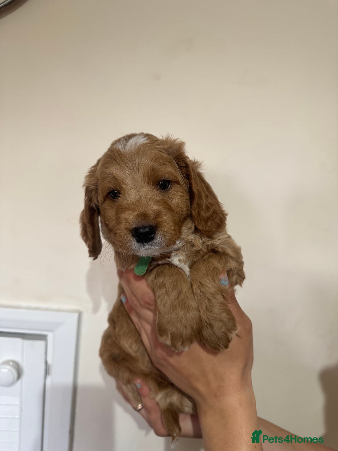 Cockapoo dogs for sale: Beautiful Fully health checked ready 22/09/2025 - Image 5