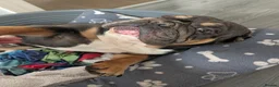 English Bulldog dogs for sale: English bulldog  - Advert 2