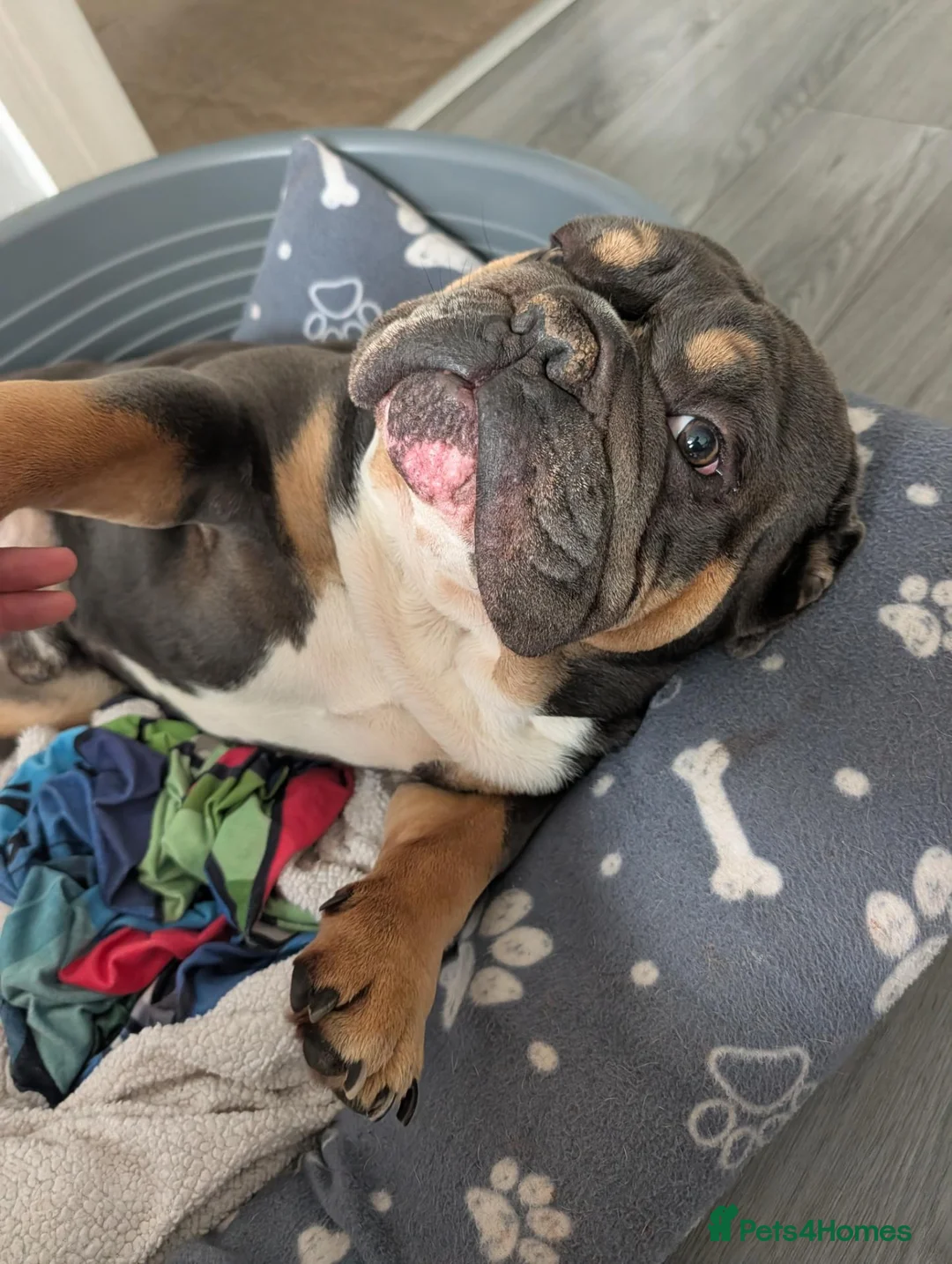 English Bulldog dogs for sale: English bulldog  - Advert 2