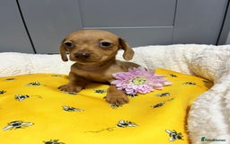 Miniature Dachshund dogs for sale: Min dachshund looking for their forever 🏡 - Image 20