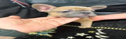 French Bulldog dogs for sale: Beautiful French Bulldog puppies - Advert 24