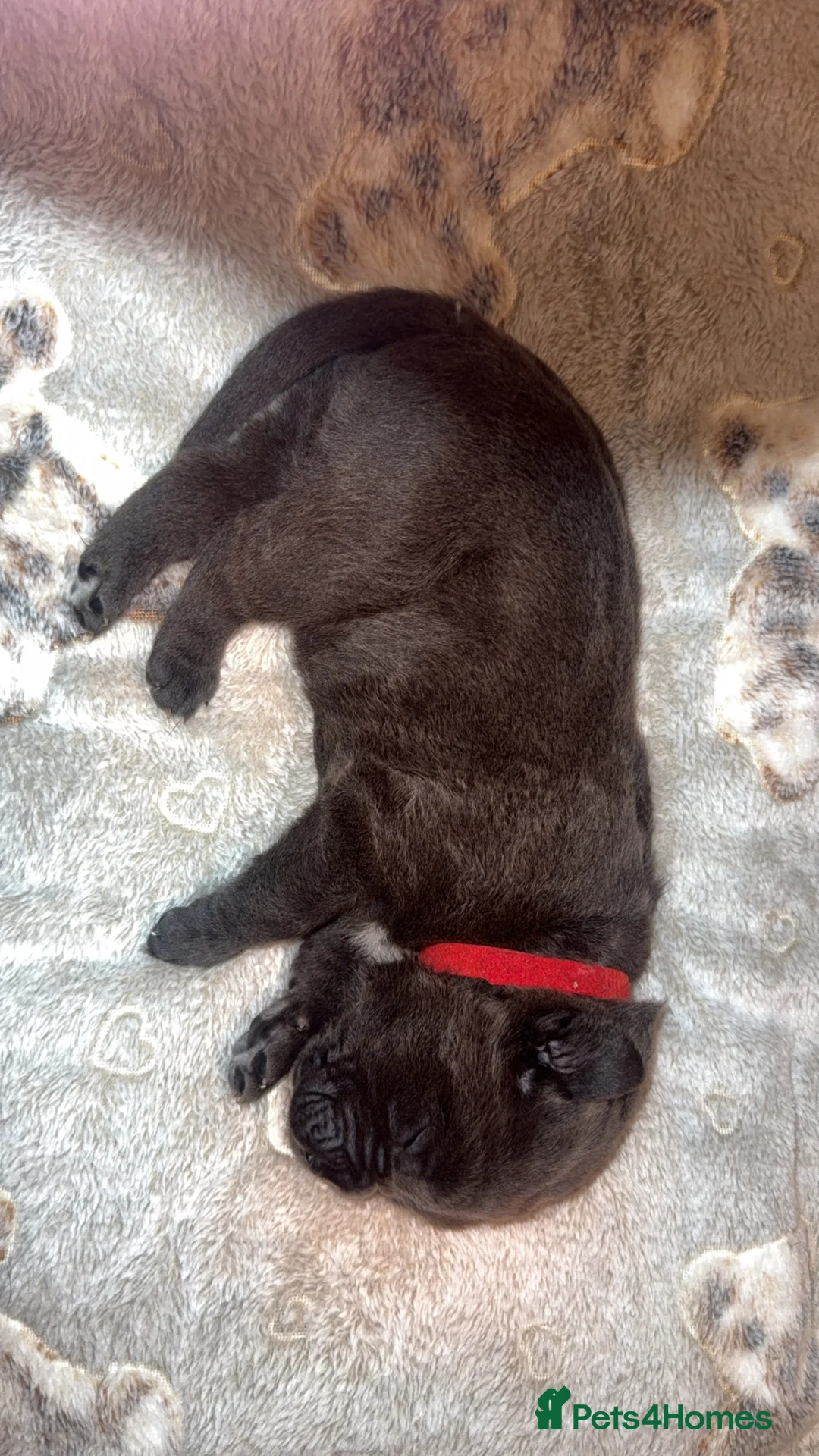 Cane Corso dogs for sale: Beautiful blue cane corsos - Advert 11