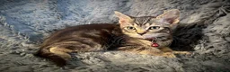 Mixed Breed cats for sale: 9 beautiful kittens looking for new homes  - Advert 37