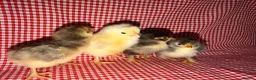 Chickens poultry for sale: Day old chicks (mixed breeds)  - Advert 5