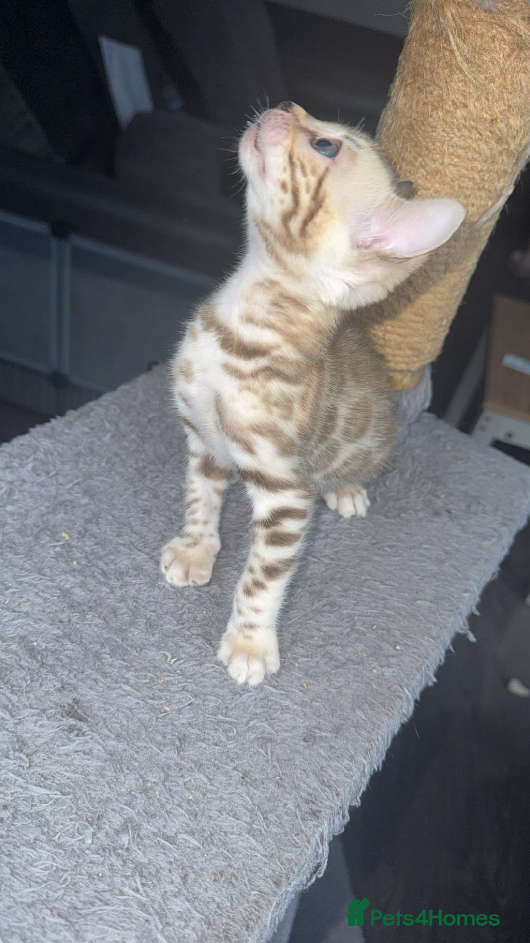 Bengal cats for sale: Stunning bengal kittens  - Image 12