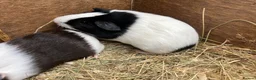 Guinea Pig rodents for sale: Female - sow Dutch guinea pigs - Advert 2