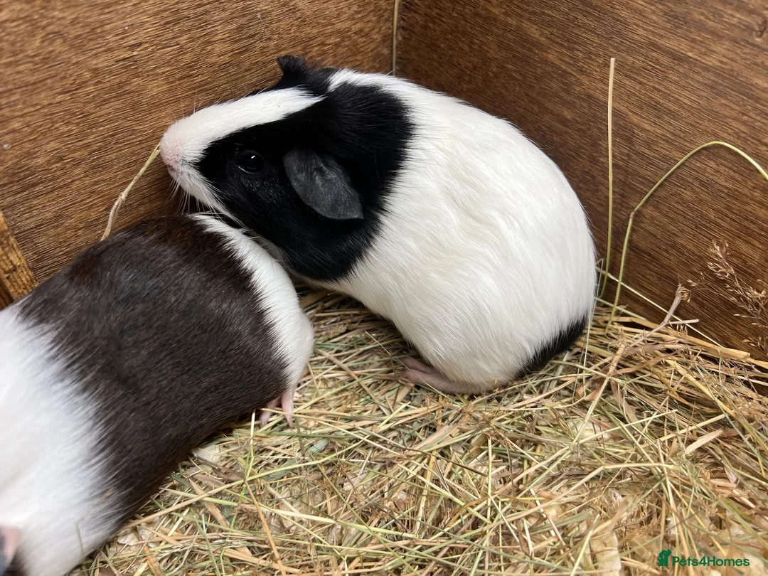 Guinea Pig rodents for sale: Female - sow Dutch guinea pigs - Advert 2