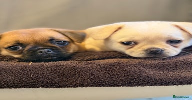 Mixed Breed dogs - Advert 3