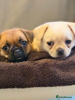 Mixed Breed dogs - Advert 3