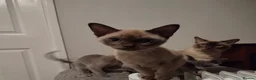 Burmese cats for sale: Gorgeous litter of blue and choco Burmese kittens - Advert 5