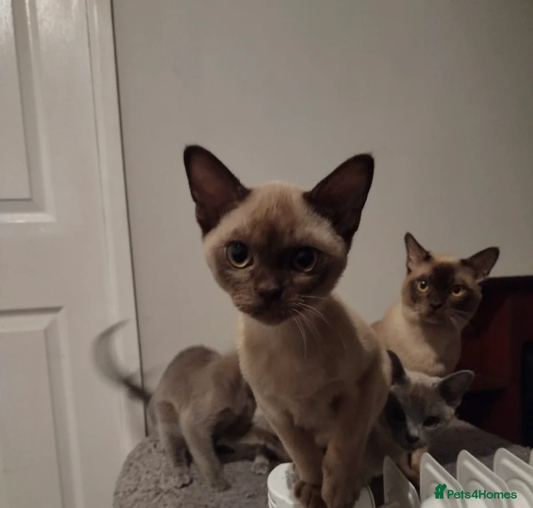 Burmese cats for sale: Gorgeous litter of blue and choco Burmese kittens - Advert 5