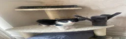European cats for sale: Female kitten  - Advert 3