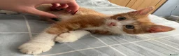 Mixed Breed cats for sale: 3 Boys and 2 Girls mixed colour kittens - Advert 10