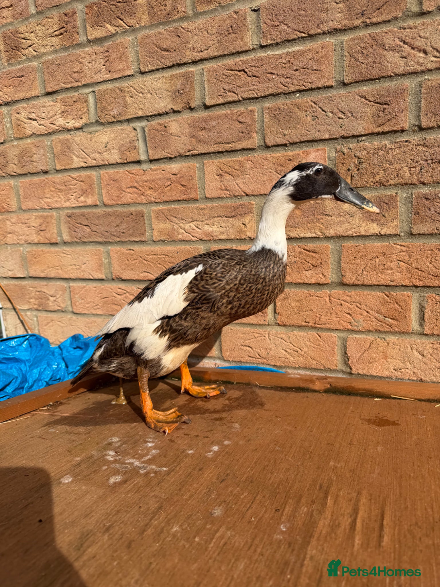 Ducks poultry Runner Ducks - Advert 1