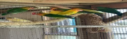 Lovebirds birds for sale: Beautiful Lovebirds For Sale - Advert 1