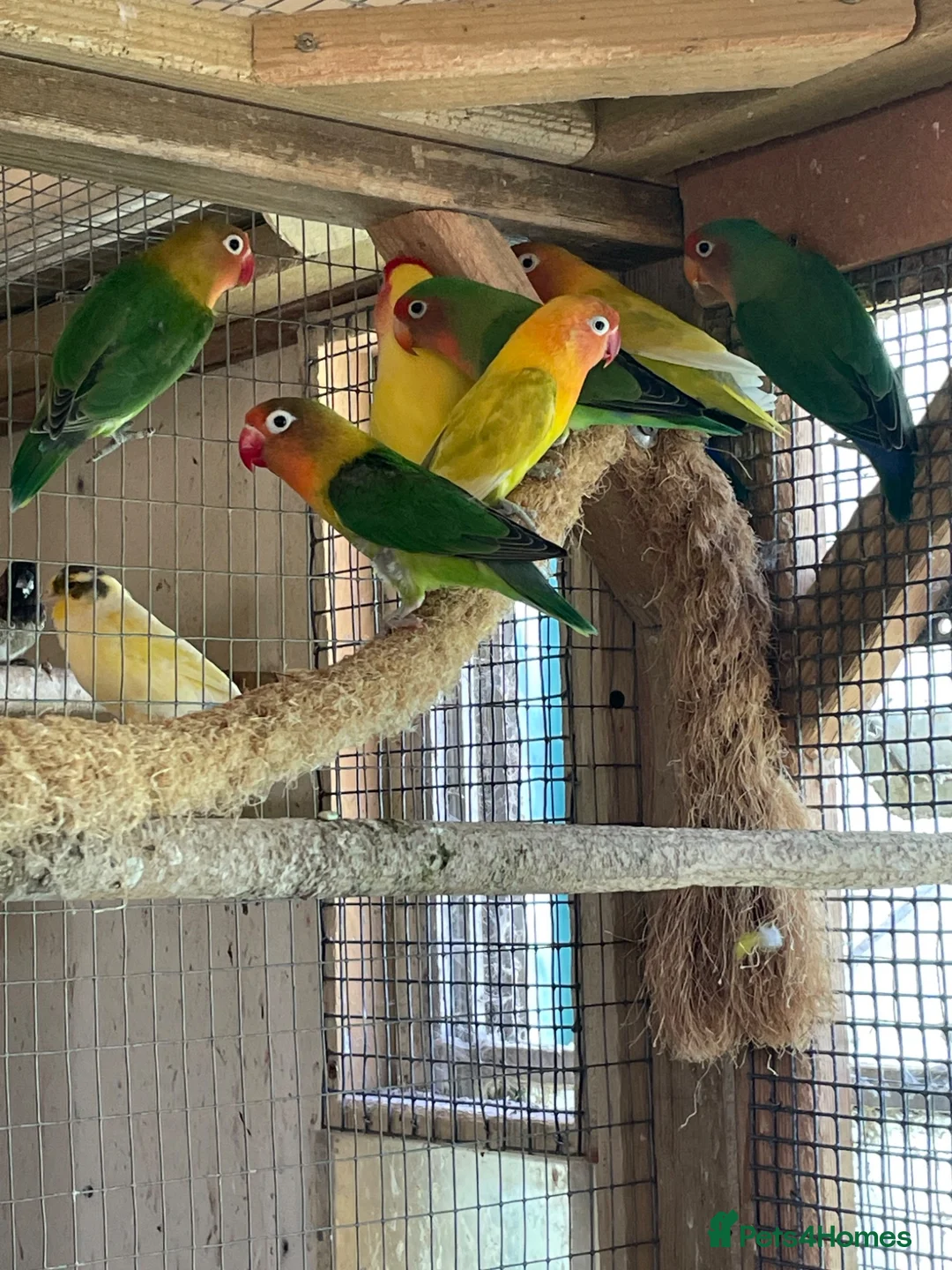 Lovebirds birds for sale: Beautiful Lovebirds For Sale - Advert 1