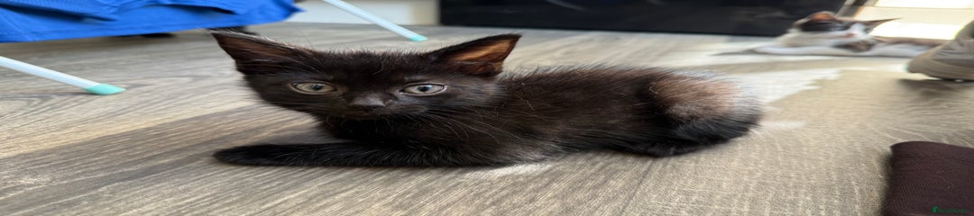 Domestic Shorthair Kitten 2