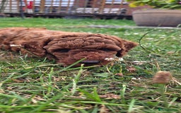 Miniature Poodle dogs for sale: Female Red miniature poodle puppy - Image 6
