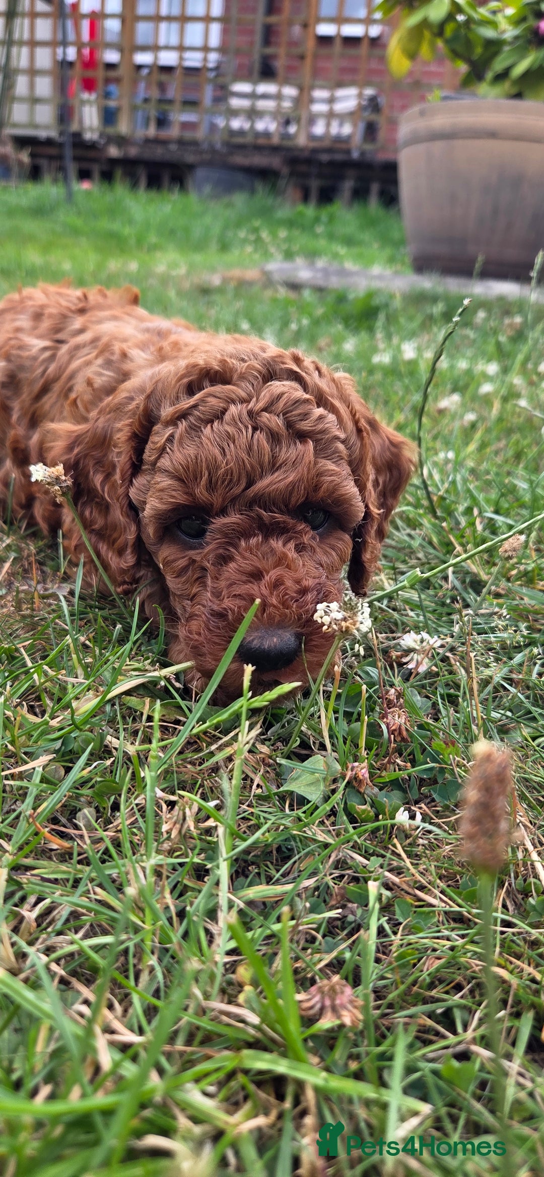 Miniature Poodle dogs for sale: Female Red miniature poodle puppy - Image 6