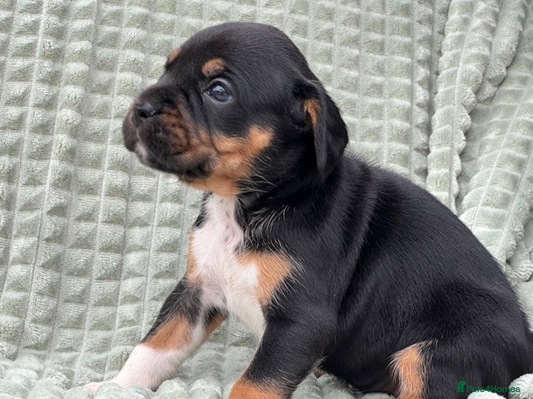 Mixed Breed dogs for sale: French Bulldog x Springer Spaniel pups ready 15Oct - Image 18