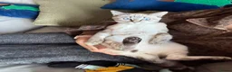 Mixed Breed cats for sale: Neutered male cat  - Advert 20