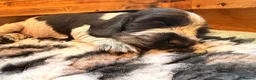 Cocker Spaniel dogs for sale: Outstanding KC Show cocker spaniel puppies - Advert 15