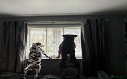 Rottweiler dogs for stud: Bruce the Rottweiler  - Image 3