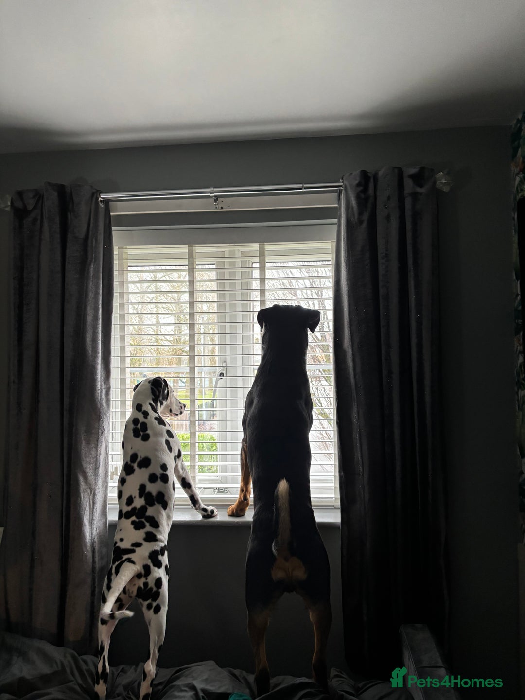 Rottweiler dogs for stud: Bruce the Rottweiler  - Image 3