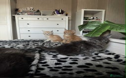 Maine Coon cats for sale: BEAUTIFUL FULL MAINE COON KITTENS AVAILABLE NOW 🐱 - Advert 7
