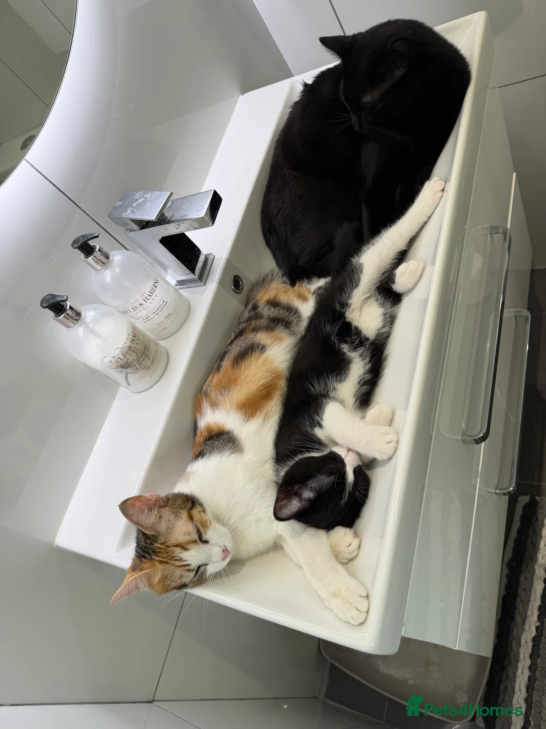 British Shorthair cats for sale: Beautiful tuxedo boy ready to go  - Advert 2