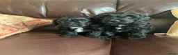 Cavachon dogs for sale: Outstanding Cavapoochon Puppies  - Advert 13