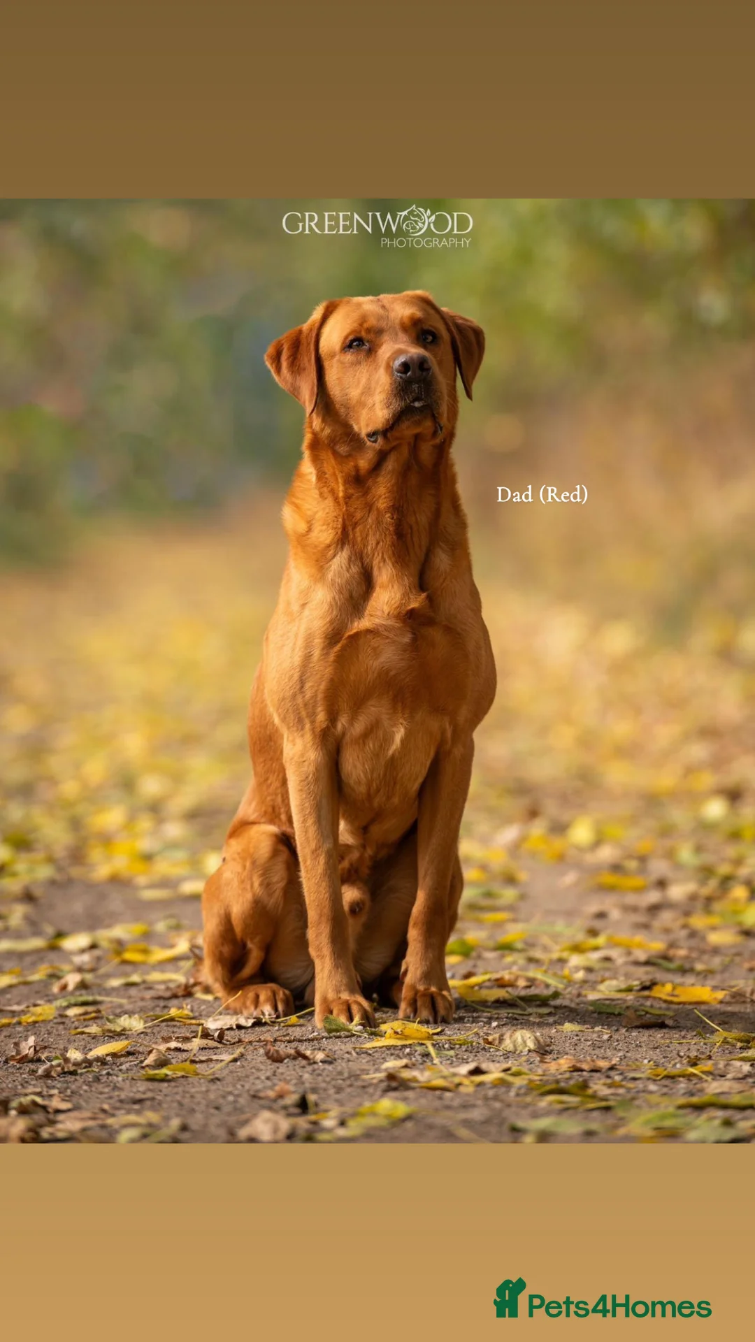 Mixed Breed dogs for sale: Vizslador Puppies (Hungarian Vizsla x Fox Red Lab) - Advert 5