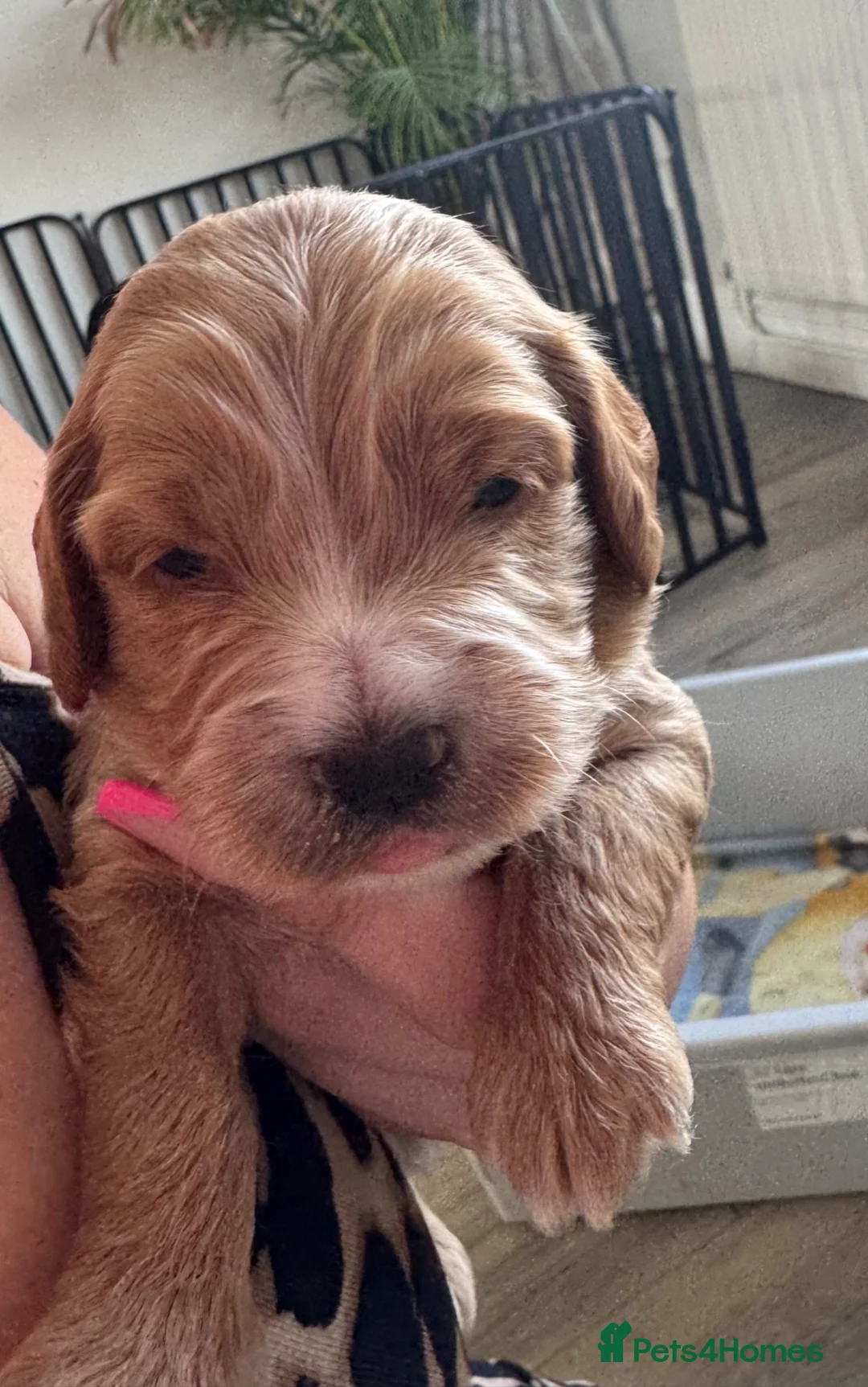 Cockapoo dogs for sale: Cockerpoo pups  in Kettering - Advert 2