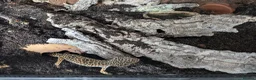 Leopard Gecko reptiles for sale: Leopard Gecko Female - Advert 2
