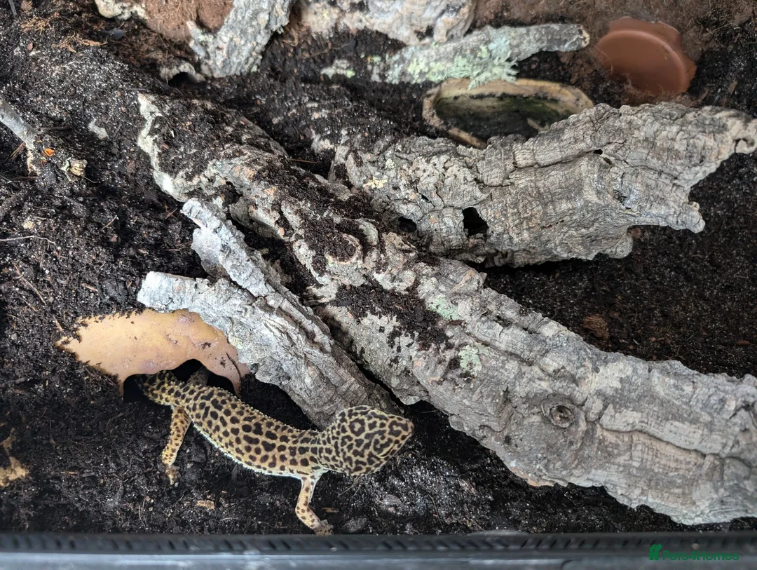 Leopard Gecko reptiles for sale: Leopard Gecko Female - Advert 2