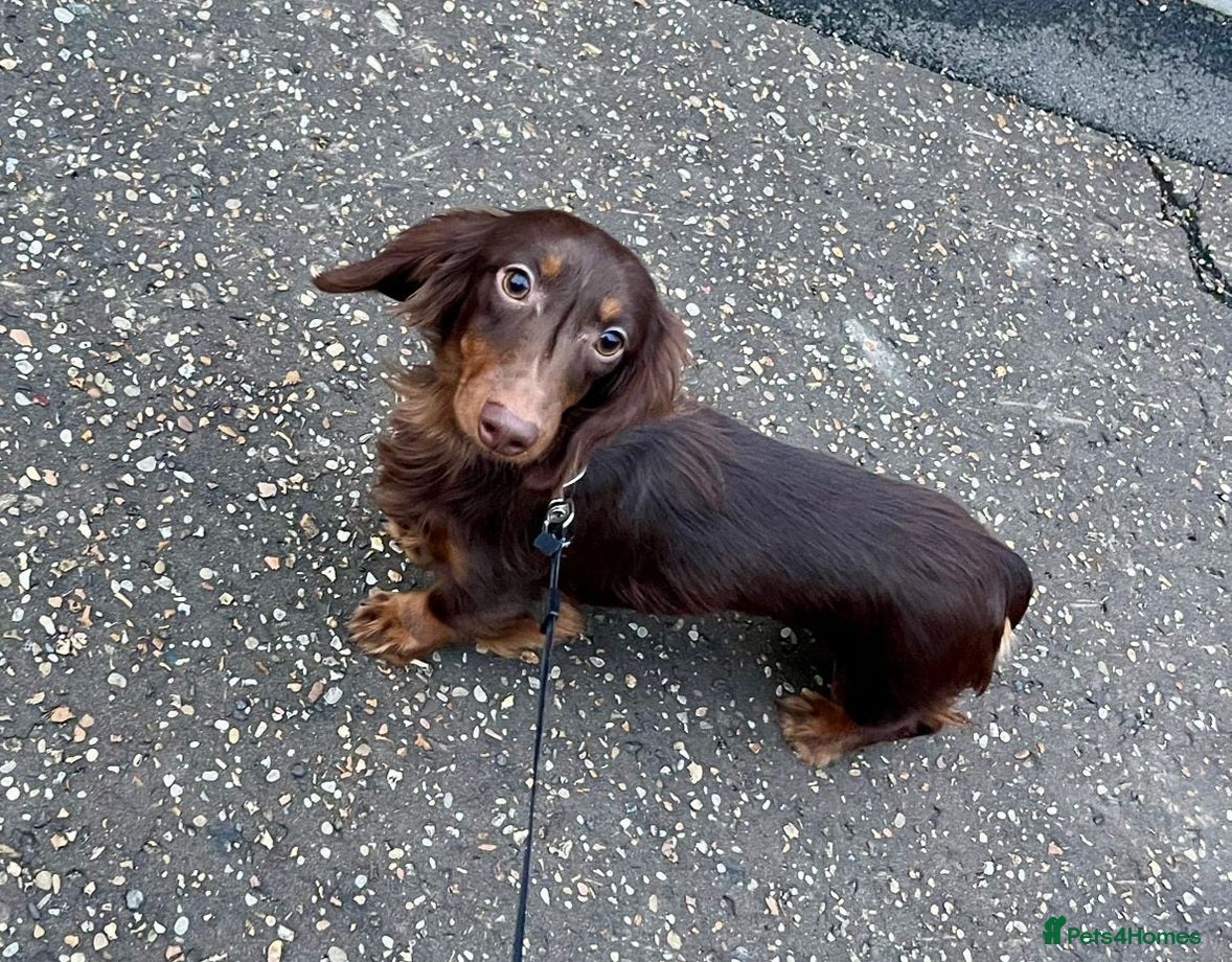 Miniature Dachshund dogs Handsome Miniature Dachshund Chocolate Stud  - Advert 4