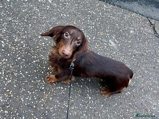 Miniature Dachshund dogs Handsome Miniature Dachshund Chocolate Stud - Advert 3