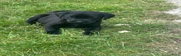 Labrador Retriever dogs for sale: KC registered Black Labrador Pups  - Advert 15