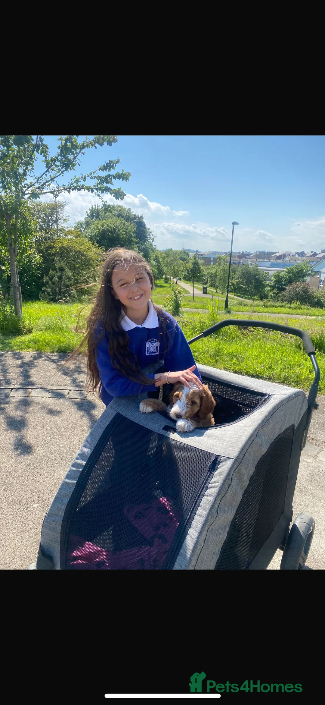 Australian Labradoodle dogs for sale: Australian Labradoodle Pups - Advert 12