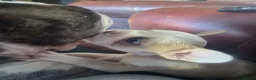 French Bulldog dogs for sale: Stunning Husky Koi French Bulldog Litter - Advert 4