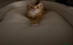 Domestic Shorthair cats for sale: Adorable Male Kitten Looking for Forever Home  - Image 3