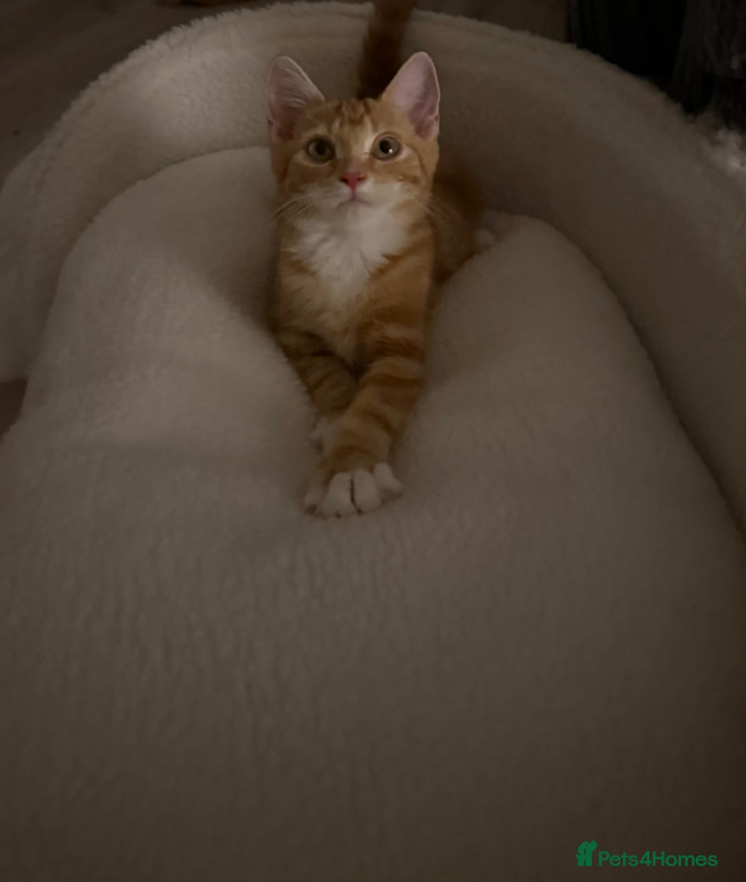 Domestic Shorthair cats for sale: Adorable Male Kitten Looking for Forever Home  - Image 3